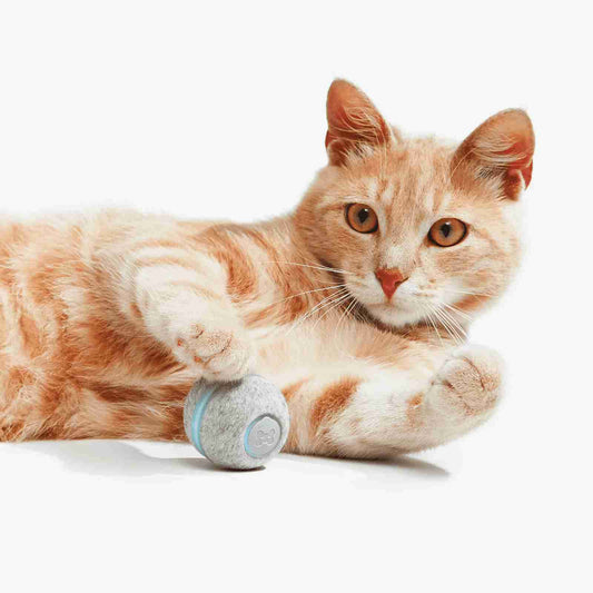 How to Make Your Cat Happier: Why Playtime Matters and the Interactive Toy Every Cat Needs”